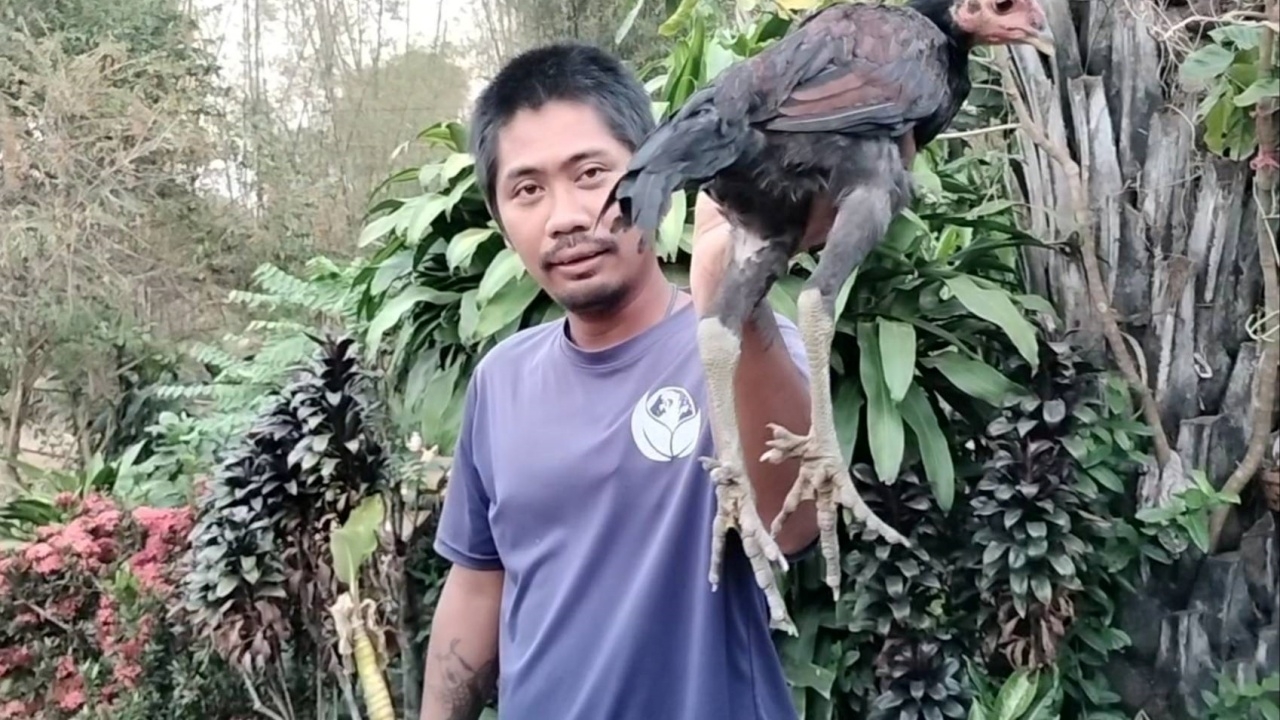 คอหวยฮือฮา แห่ส่อง "เลขเด็ด" ไก่ประหลาด มีเล็บ 11 นิ้ว คล้ายพญาครุฑ ไปลุ้นโชค