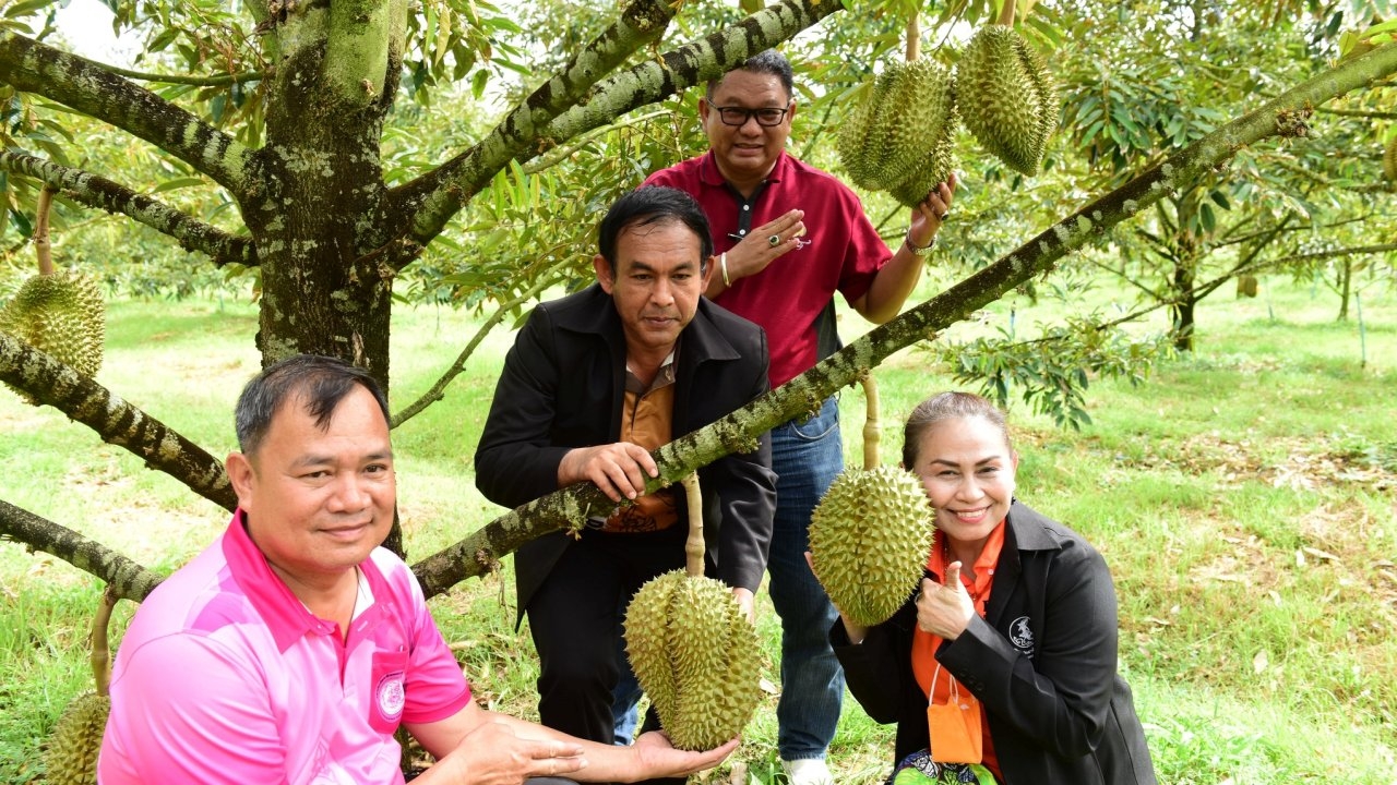 เกษตรราชบุรี ชวนไปลอง "ทุเรียนตะนาวศรี" พร้อมเปิดให้ชิมและชมถึงสวนแล้ว