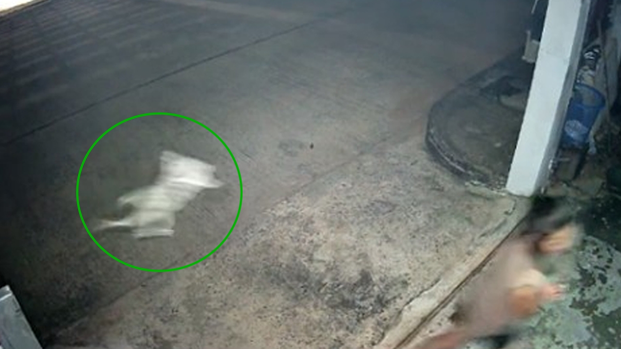 หัวใจเกือบวาย เปิดใจสาวสบตา "ตุ๊กแก" ช็อกโดนกระโดดเข้าใส่ แต่โชคดีวิ่งเร็ว (คลิป)