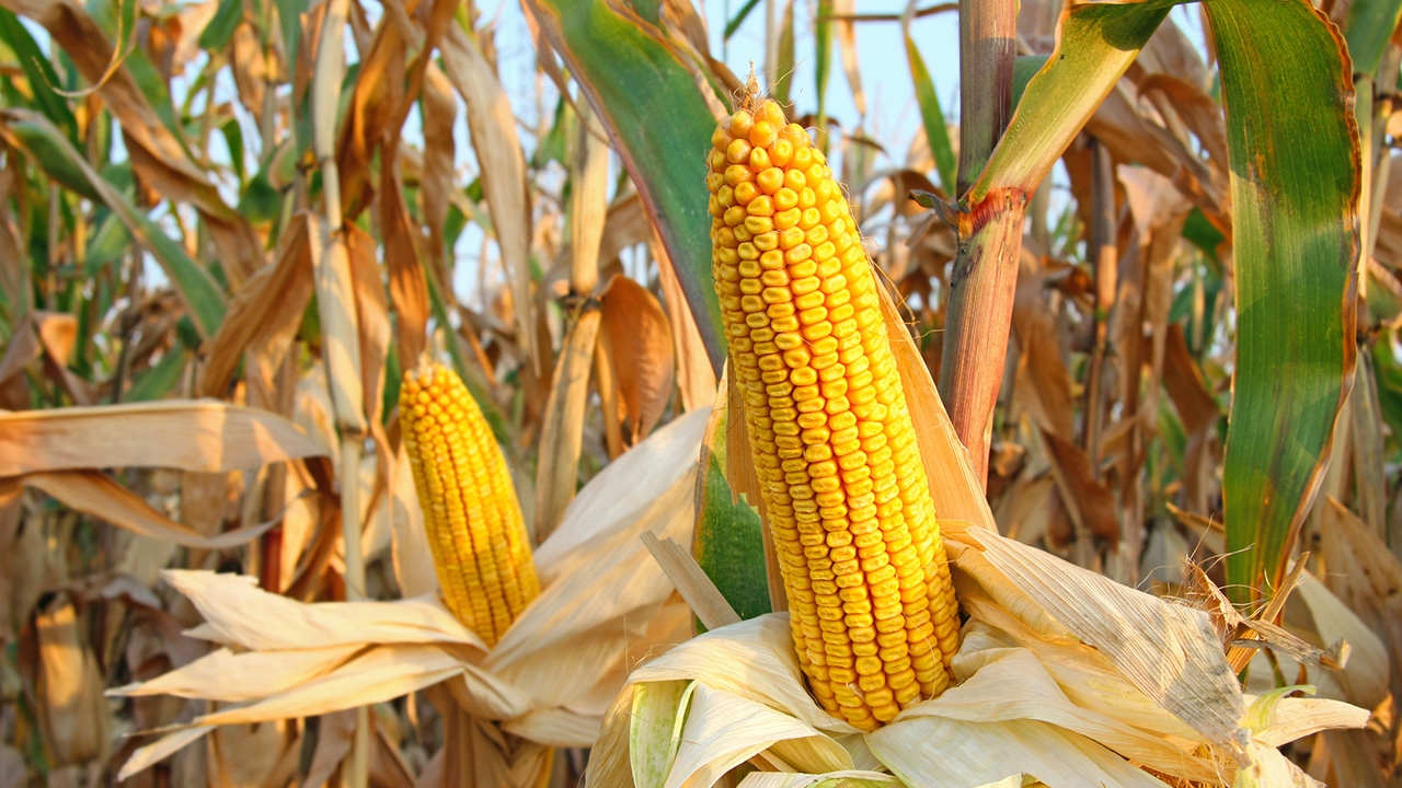 ข้าวโพดเลี้ยงสัตว์ภาคตะวันออก