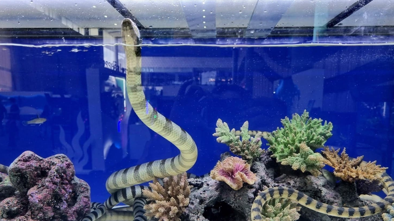 กรมประมง แจงปมจัดแสดง "งูสมิงทะเลปากเหลือง" สั่งห้ามนำออกนอกตู้