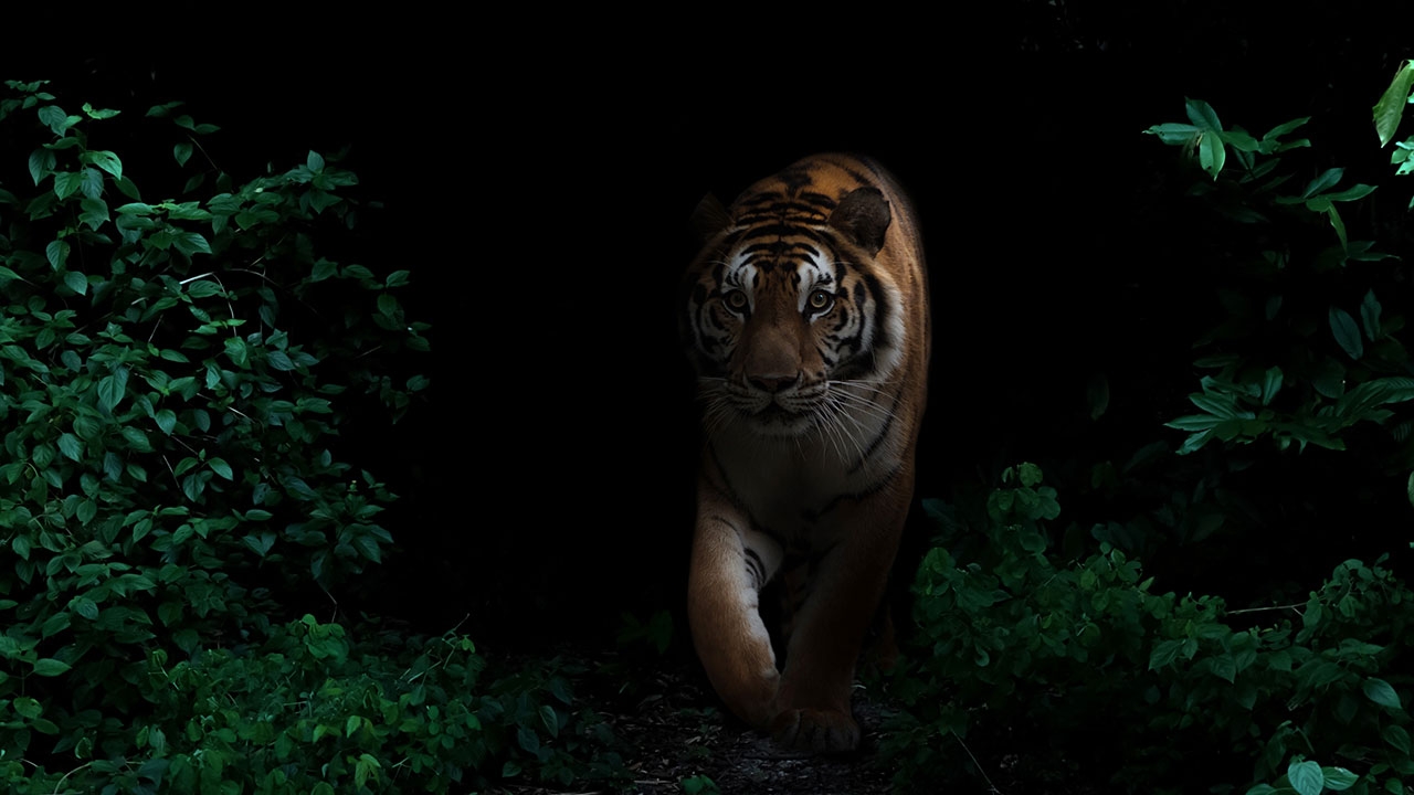 เสือเฒ่าไม่ทิ้งลาย