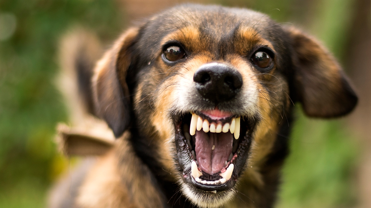 สุนัขข้าใครอย่าแตะ