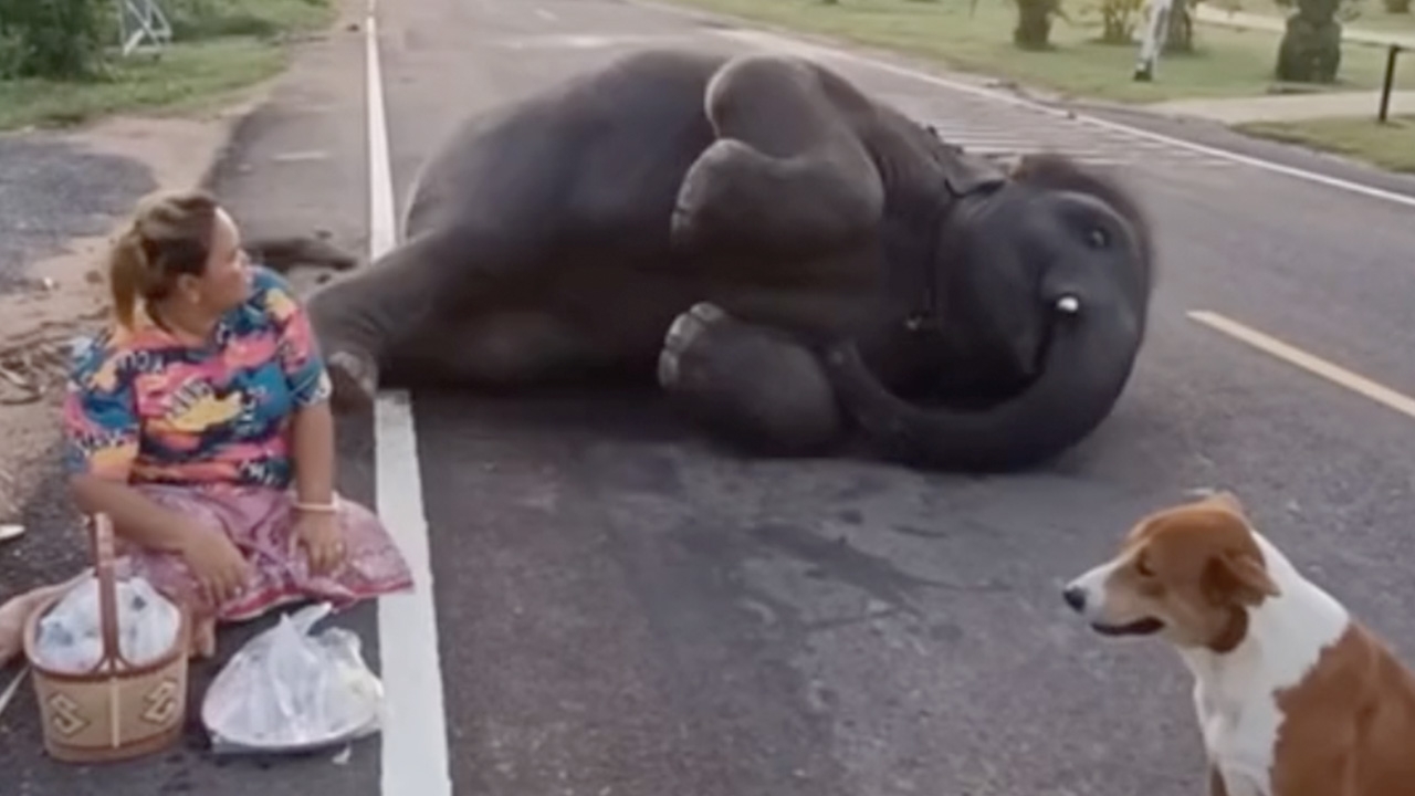 โดนขัดใจ "พลายดาวมงคล" ไม่ได้กินทุเรียน นอนชักดิ้นชักงอ แม่บอกกินก่อนพระไม่ได้ (คลิป)