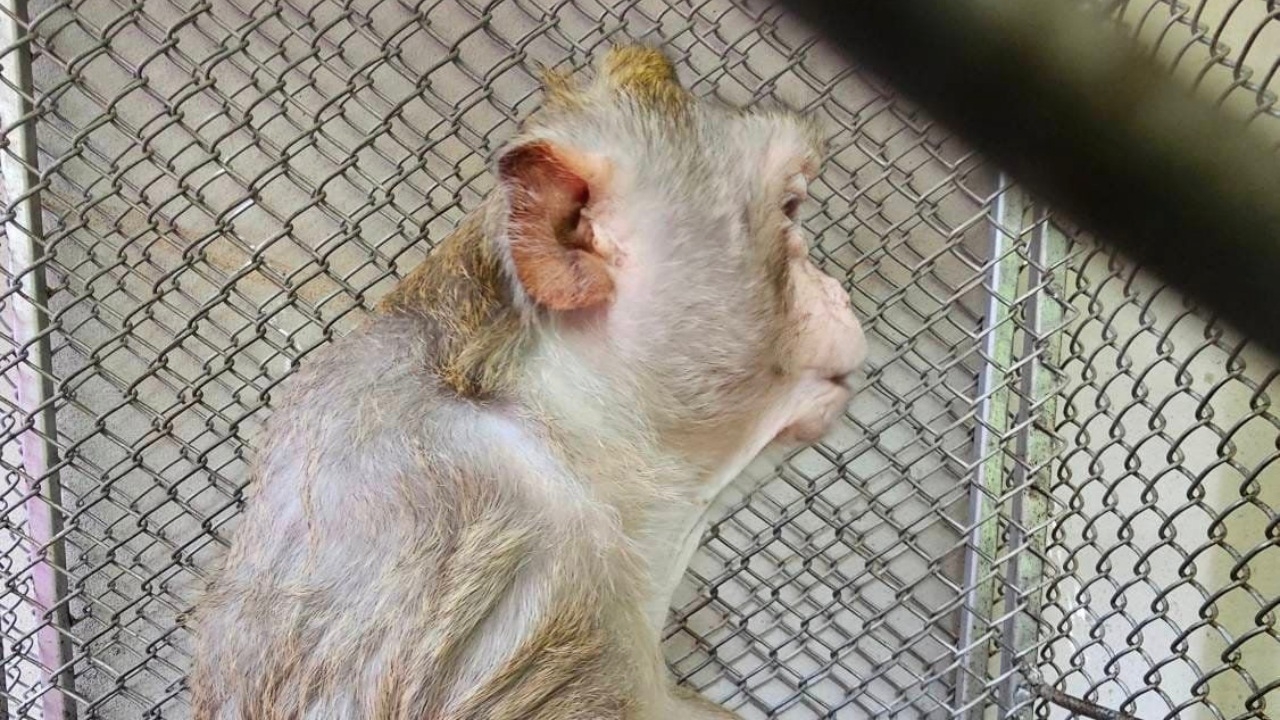 ปล่อย "ลิงแสมหางกุด" คืนสู่ธรรมชาติอย่างปลอดภัย หลังนำมารักษาตัวร่วมเดือน