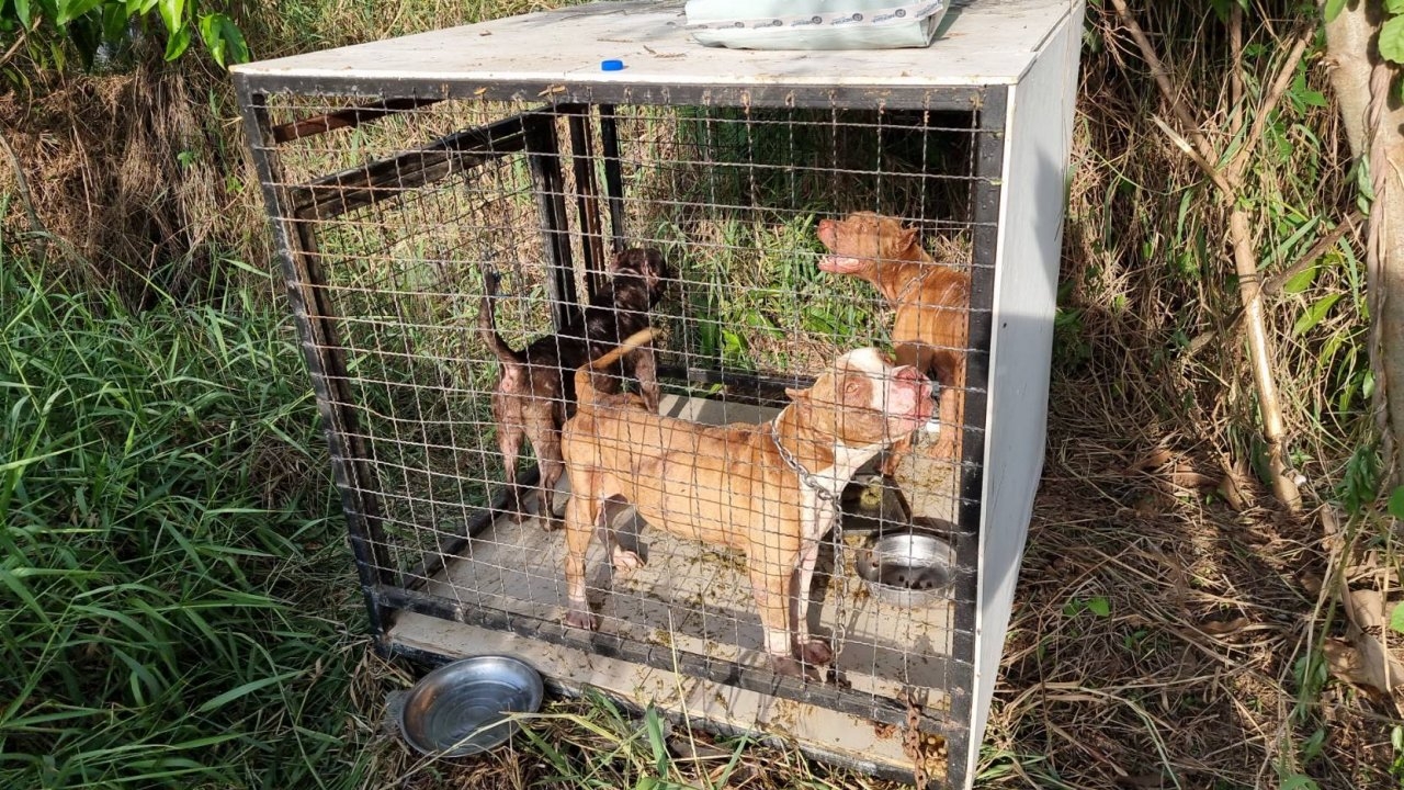 ผู้ใหญ่บ้านรับ 3 หมาพิตบูลดูแลชั่วคราว รอเจ้าของมารับหลังหิวโซกัดกันตายไป 1