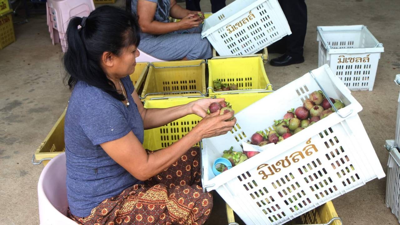 สหกรณ์ร่วมใจการเกษตร รวมกลุ่มปลูกมังคุดคัดเกรดแล้ว ขายออนไลน์ได้ 9,000 กก.