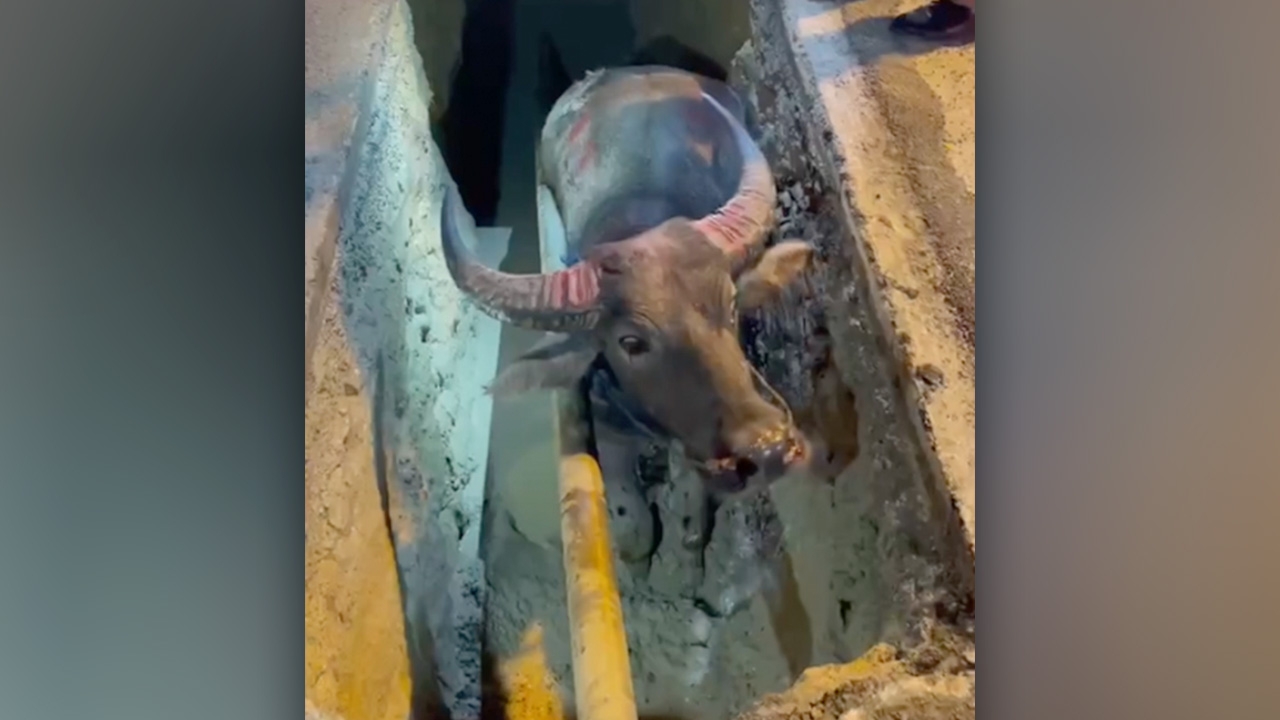 เศร้ากว่าที่คิด คลิป "ควาย" วิ่งกลางถนนแล้วพลัดตกท่อ แท้จริงหนีมาจากโรงเชือด