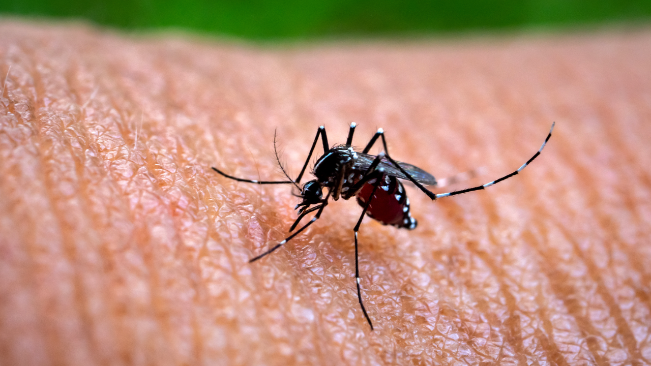 โรคไข้เลือดออก ภัยร้ายที่ควรระวังในช่วงฤดูฝน เผยสถิติพุ่งสูง 10 เท่าในไตรมาสแรกปี 2566