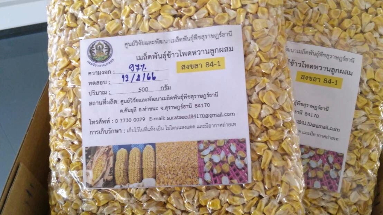 ข้าวโพดหวานสงขลา 84-1