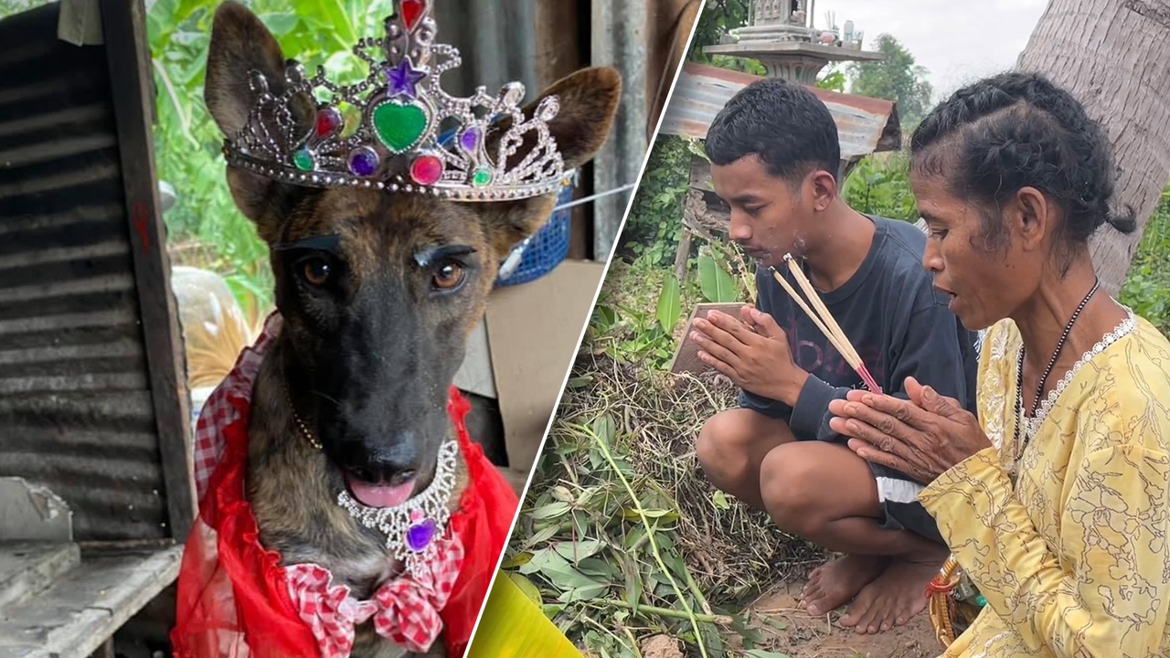 สุดอาลัย “จูดี้” หมาน้อยดาว TikTok ทำครอบครัวมีกิน คนใจร้ายวางยาฆ่า