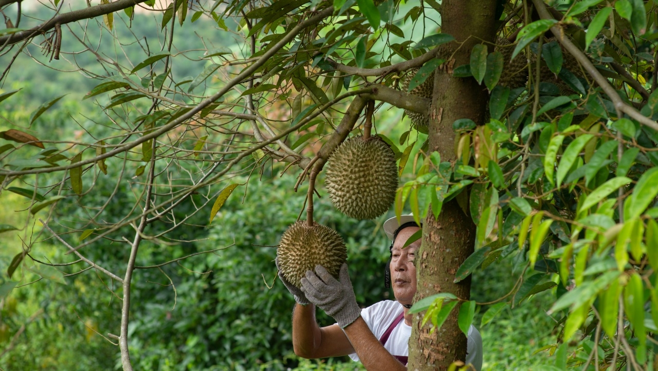 10 วิธีปลูกทุเรียนแบบง่ายๆ ให้รอด โตเร็ว ในบ้านจัดสรร หรือไร่สวน