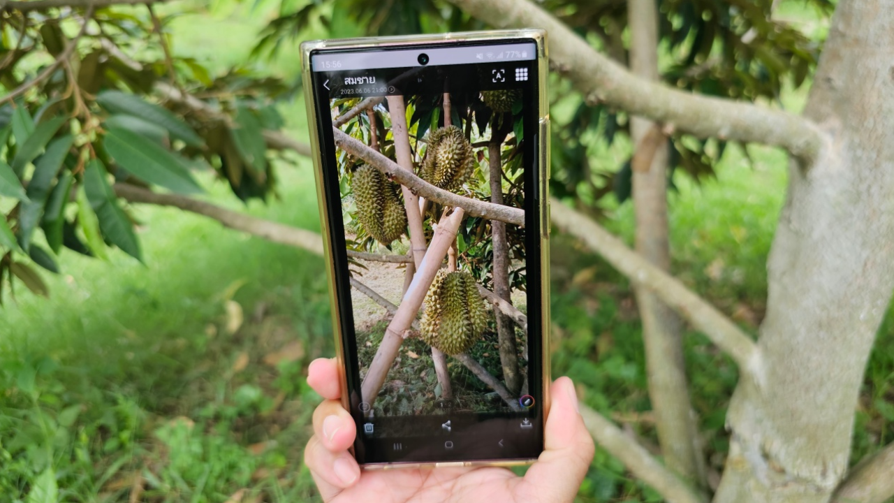 ชาวบ้านรุมแช่ง โจรขโมยตัดทุเรียนหมอนทองต้นแรก ความหวังของหมู่บ้าน