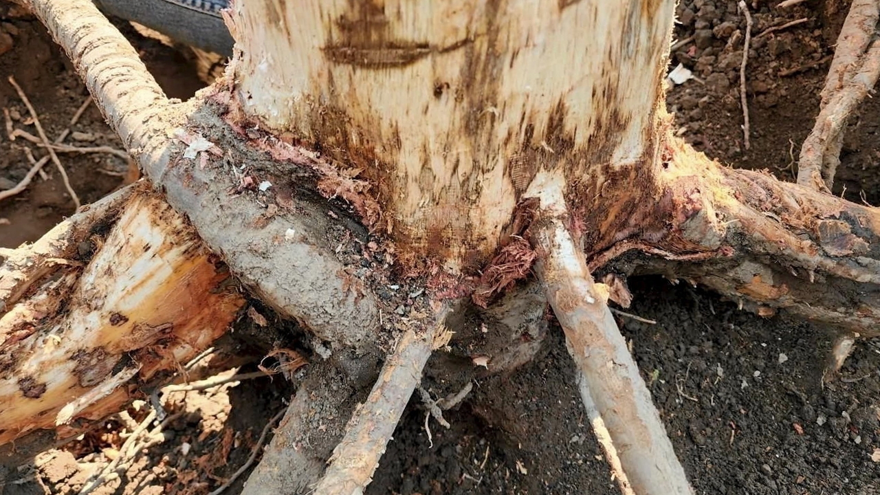 น้ำหมักเห็ดเรืองแสงสิรินรัศมี ปราบโรครากเน่าโคนเน่าในทุเรียน