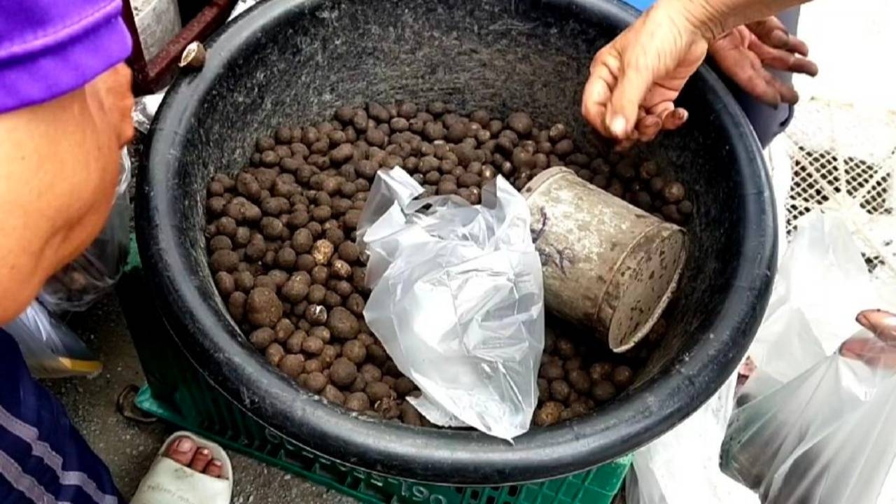 ฝนตกพาเห็ดถอบออก ตลาดอุ้ยสาดอยสะเก็ด ลิตรละ 180 ขายหมดเกลี้ยงใน 10 นาที