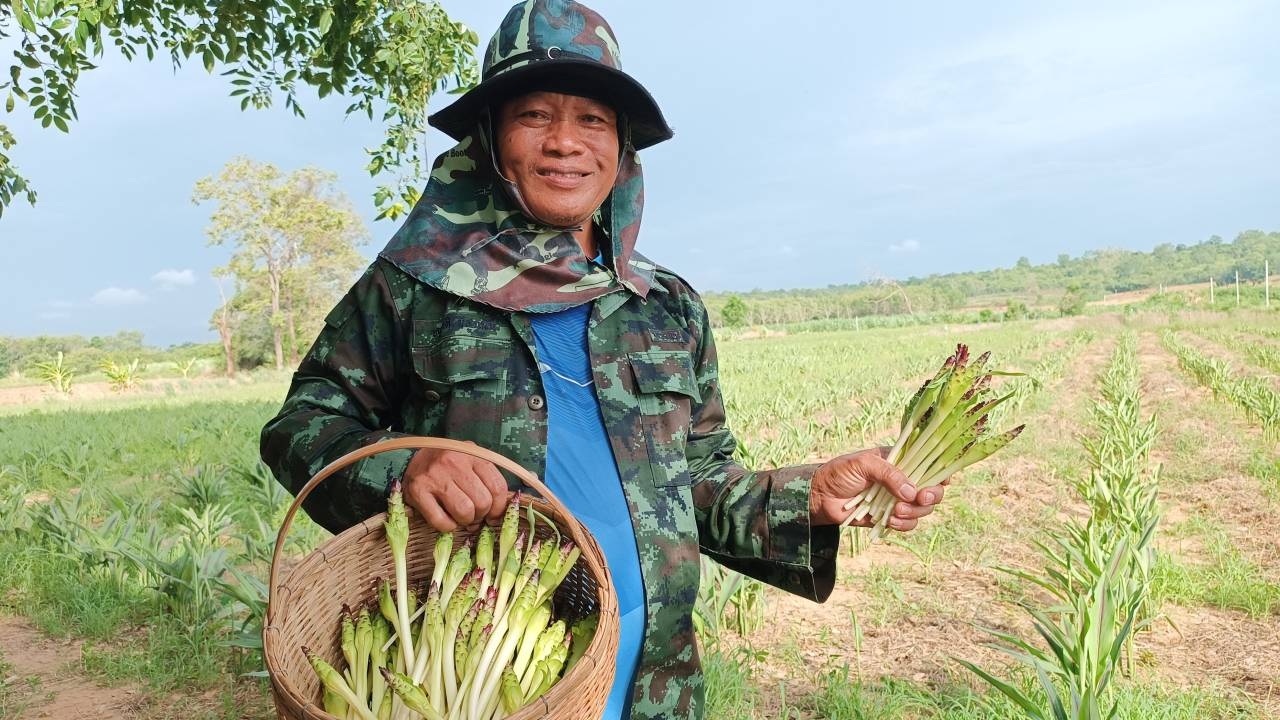 ชาวไร่มันโคราชใช้ที่ 2 ไร่ ปลูกกระเจียวหวาน เก็บขายทุกวันทำเงินกว่าแสนต่อปี