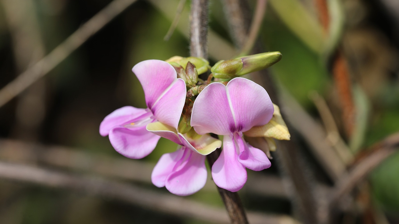80 ปี มก.ค้นพบพืชชนิดใหม่ "หัวใจชมพูเกษตรศาสตร์"