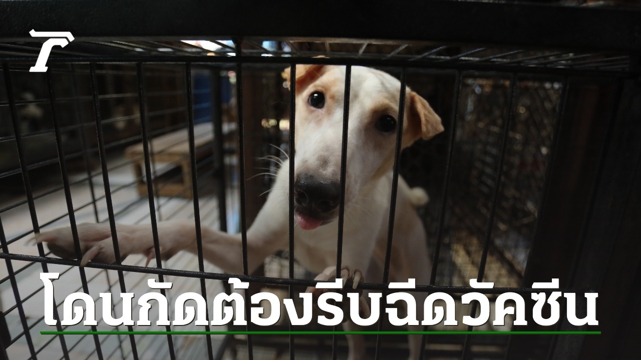 Thai Prime Minister Urges Vaccination and Rabies Awareness for a Rabies-Free Country by 2025