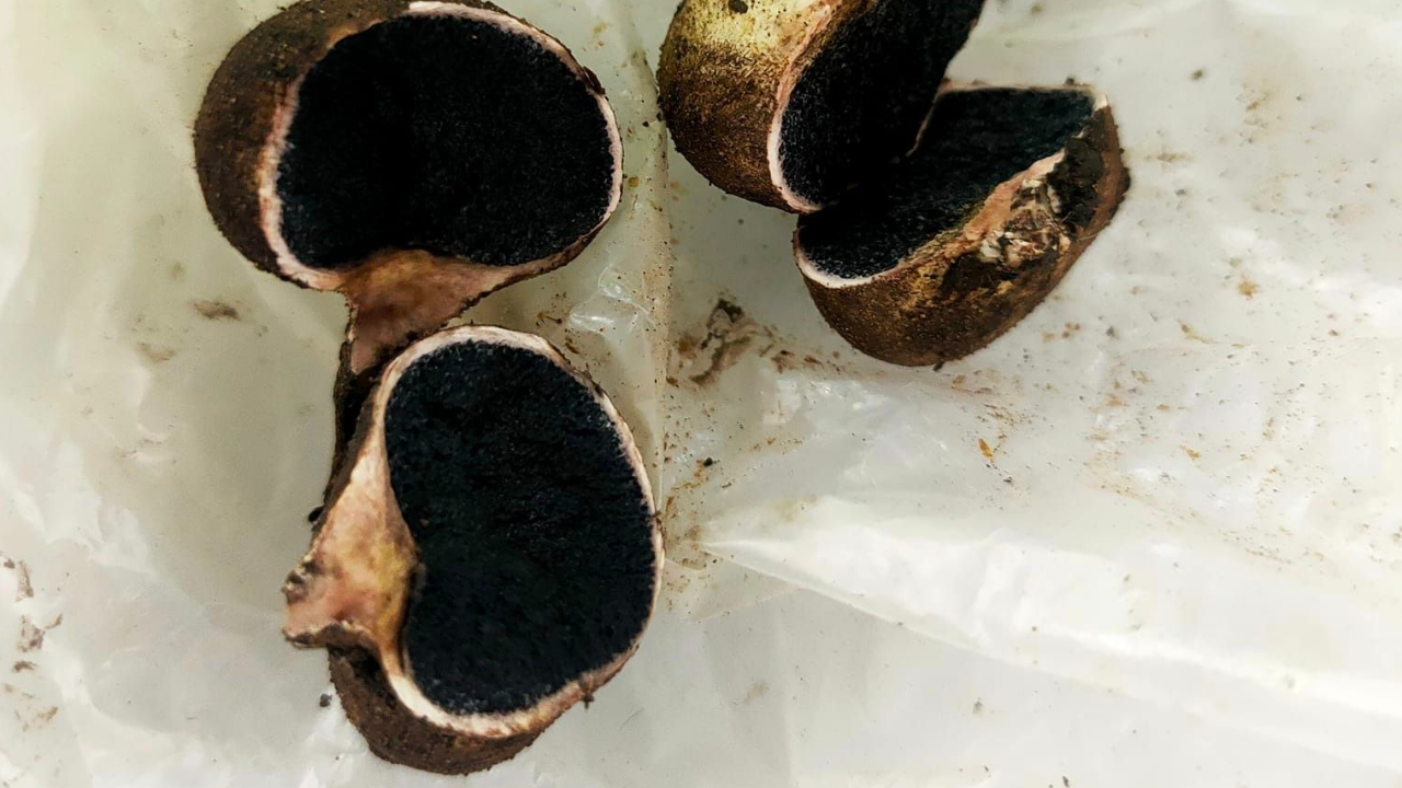 เตือนภัย หนุ่มอาเจียนหนัก หลังเผลอกิน "เห็ดไข่หงส์" แฝดมุนินมุตา "เห็ดเผาะ"