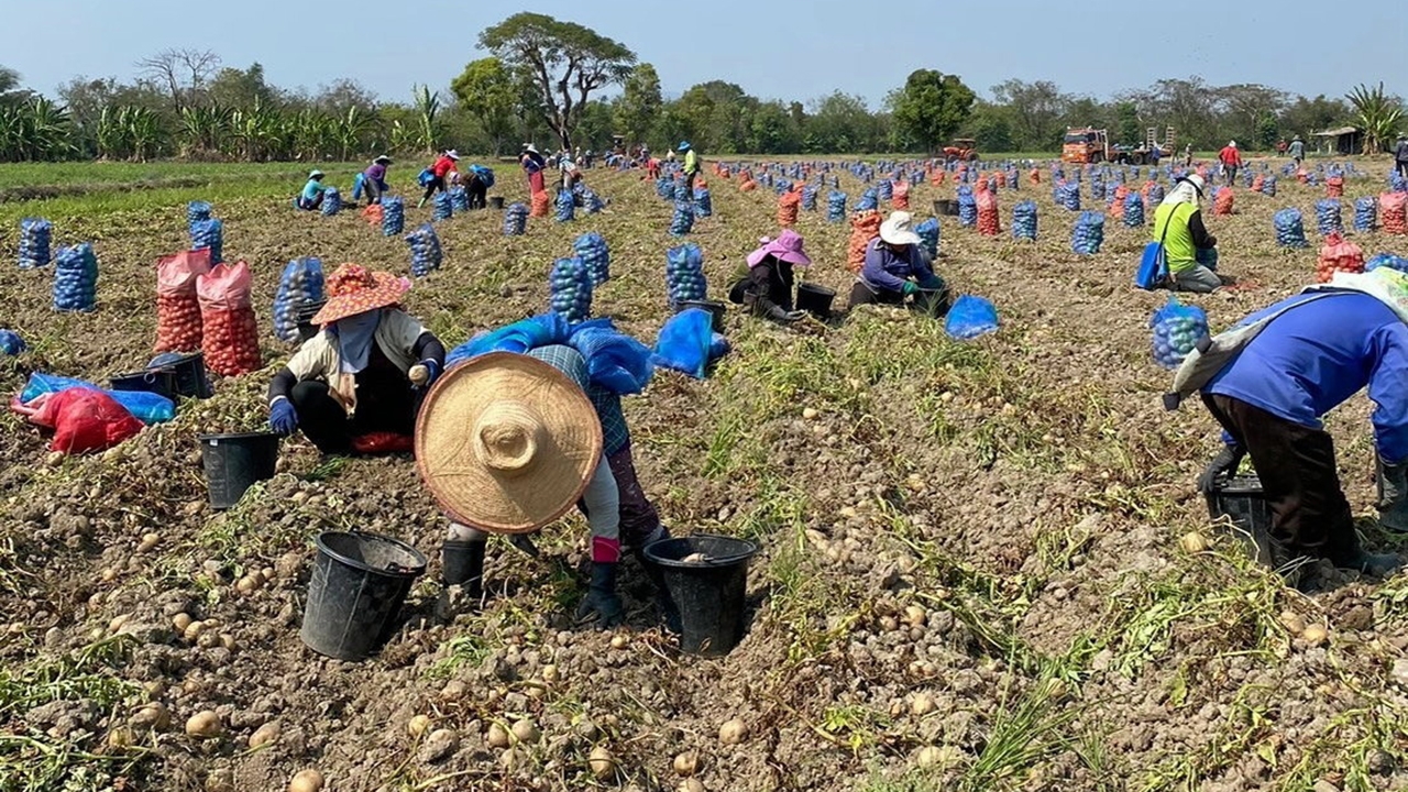 ไร่มันฝรั่งระบบน้ำหยด กำไรเพิ่ม 80 เปอร์เซ็นต์