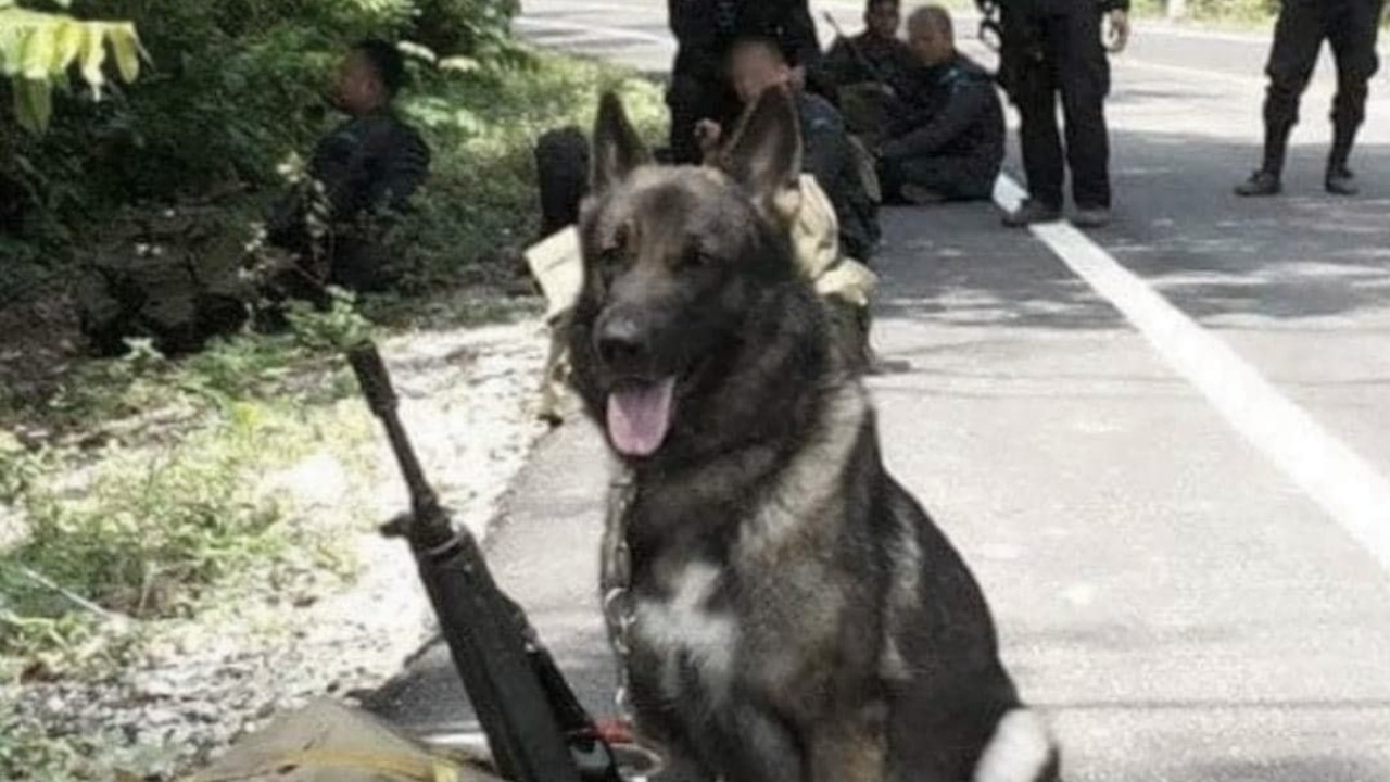 อาลัย "น้องยอสทาวน์" อดีตสุนัขทหารรับใช้ชาติ 8 ปีกว่า ล่าสุดตายแล้ว