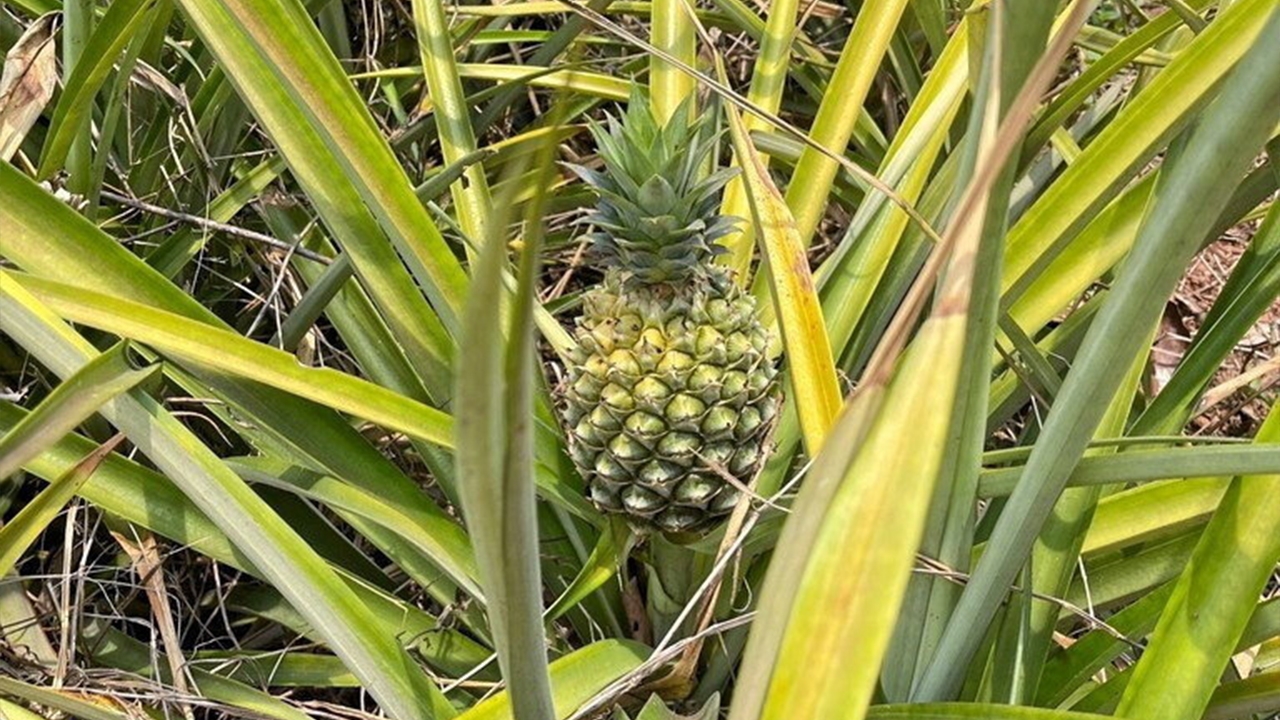 สับปะรดห้วยมุ่น