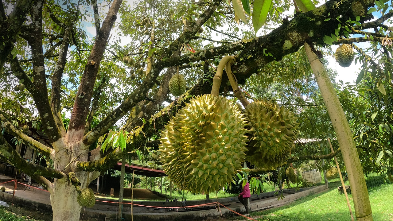 ทุเรียนสวนก๋งพังงา ทั้งเด็ดและแปลก ต้นเดียวได้ทั้งพันธุ์สาลิกาและหมอนทอง 