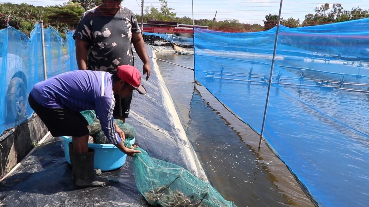 ผู้เลี้ยงกุ้งใน จ.สุราษฎร์ธานี ส่งขายลูกค้าทางออนไลน์ ชี้ราคาดีกว่าส่งขายแพ