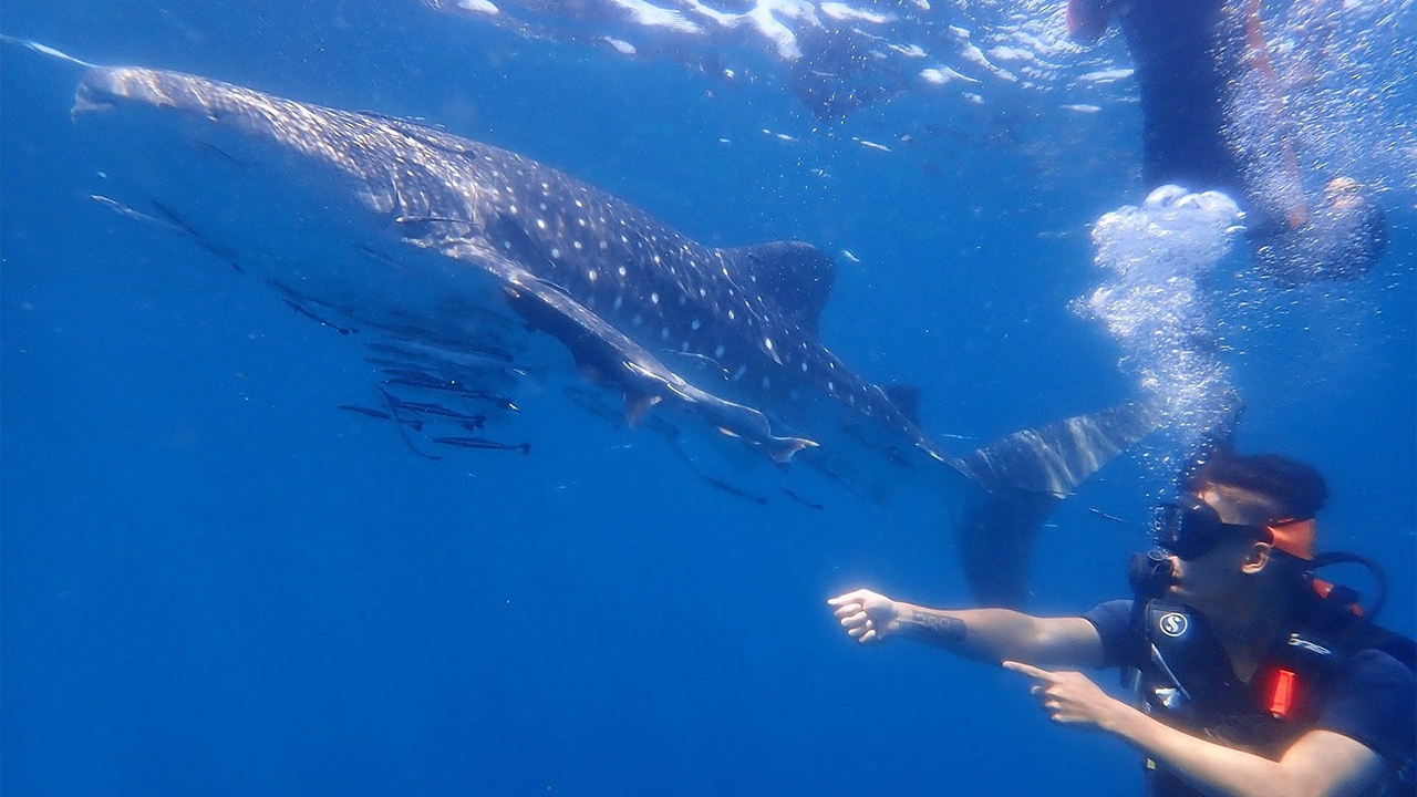 เช็กอิน “เรือช้าง” ใต้ทะเล