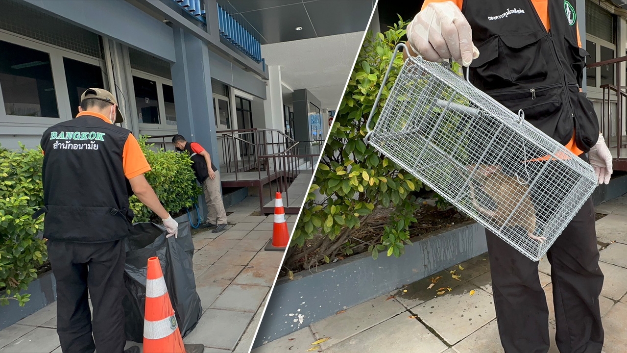 ดักจับ "หนู" ในบช.ก. 3 วัน ซิวได้ 131 ตัว พรุ่งนี้ปิดจ๊อบ คาดได้อีกอื้อ