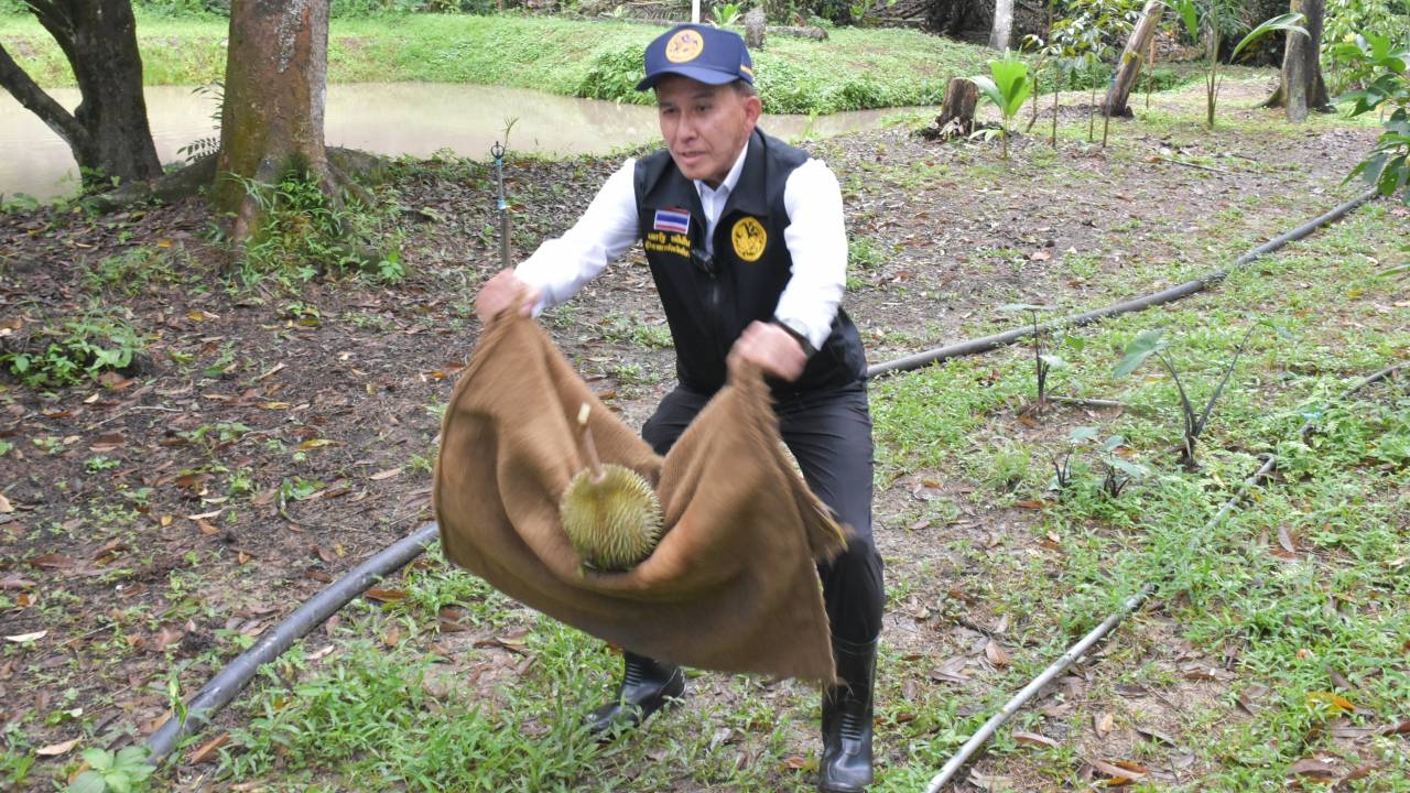 ผวจ.พังงา โชว์ รับทุเรียนสาลิกาด้วยกระสอบ โปรโมตผลไม้อัตลักษณ์จังหวัด