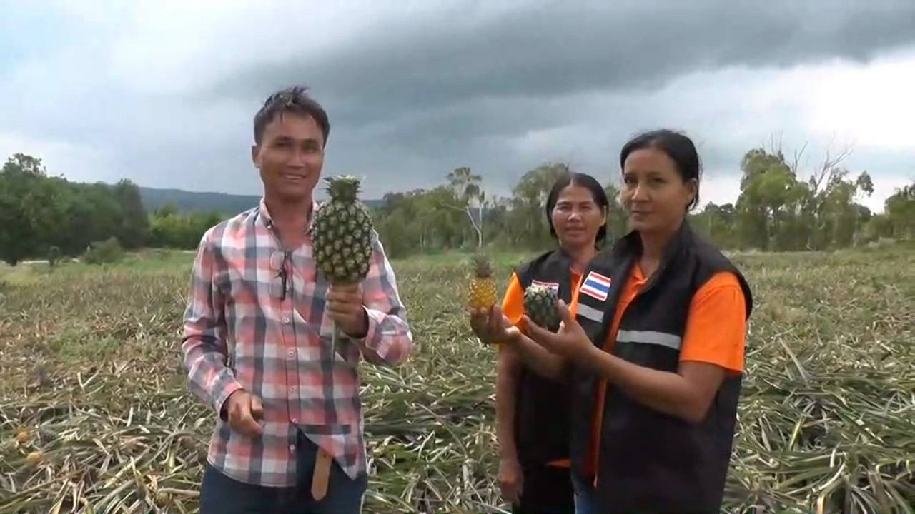 ชัยภูมิเจอแล้งหนัก ตามสวนผลไม้ยืนต้นตาย สับปะรดลูกเล็ก แห้งเหี่ยวไม่มีน้ำรด