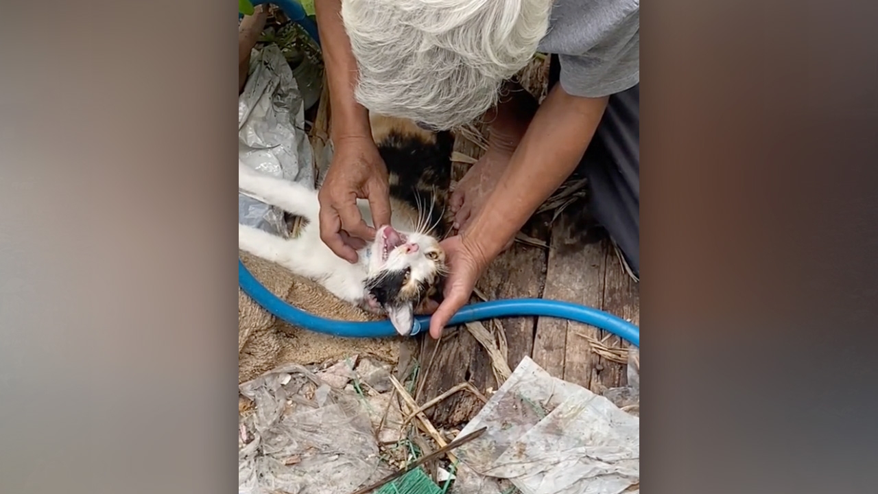 ชื่นชมคุณตาฮีโร่ ปั๊มหัวใจช่วยยื้อชีวิต "แมว" จากการถูกงูเหลือมรัด (คลิป)
