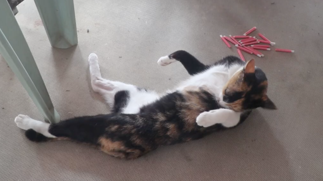 เลขเด็ด "แมวมารวย" คาบเลขเสี่ยงทาย คอหวยยิ้มหวานงวดนี้ได้เลขสวย