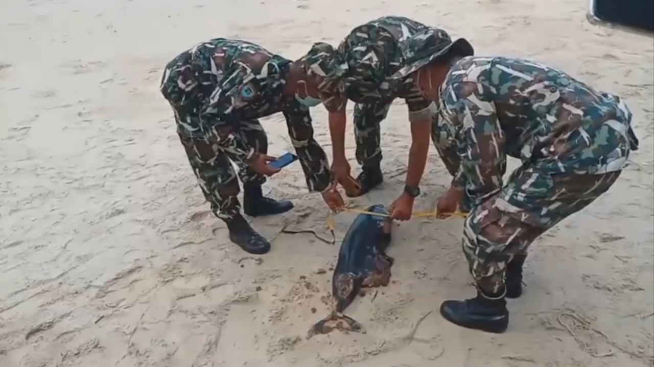 สลด โลมาเกยตื้นตาย ที่ชายหาดระยอง คาดบาดเจ็บจากใบพัดเรือจนสิ้นใจ