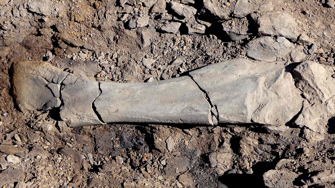 ซากไดโนเสาร์ปากเป็ดพันธุ์ใหม่พบในชิลี