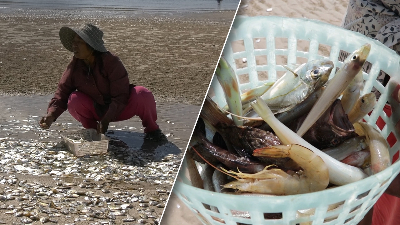 น้ำทะเลเปลี่ยนสี ปู ปลาตายเกลื่อนหาดทุ่งวัวแล่น ชุมพร