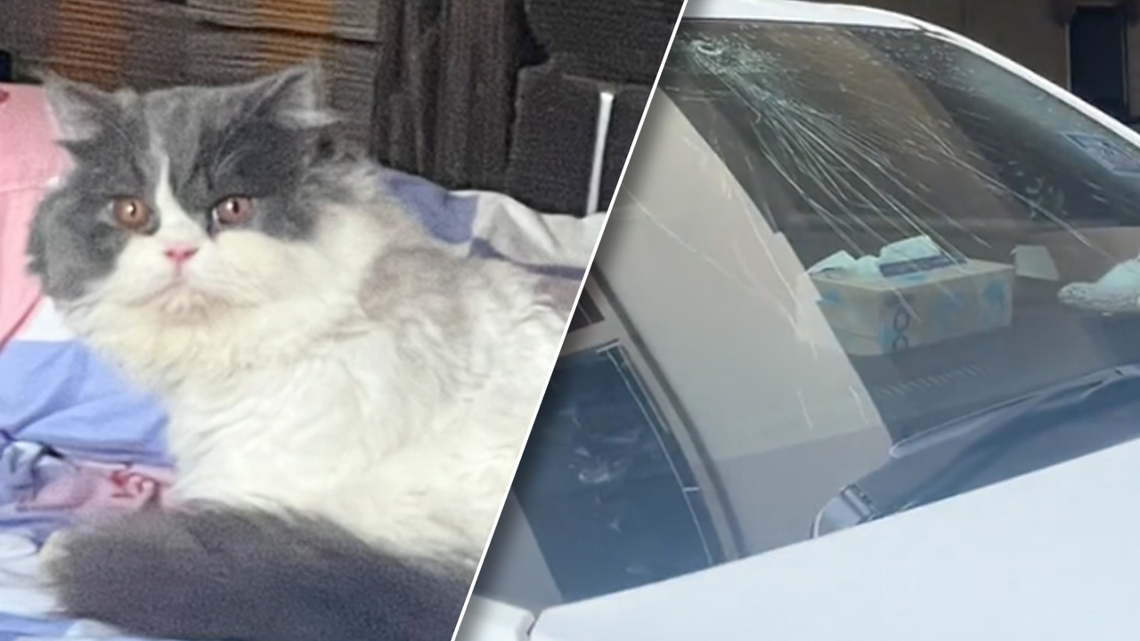 ทาสแมวใจหาย "เหมียวตกตึก" หล่นใส่กระจกหน้ารถยนต์แตกเป็นรู เจ้าตัวคางแตก