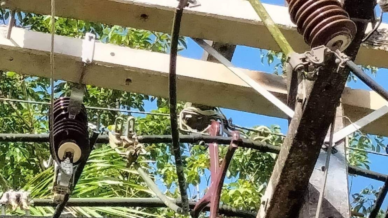 เห็นแล้วสยอง "งูเขียว" กว่า 20 ตัว เลื้อยพันกันบนเสาไฟฟ้า ทำหลายพื้นที่ไฟดับ