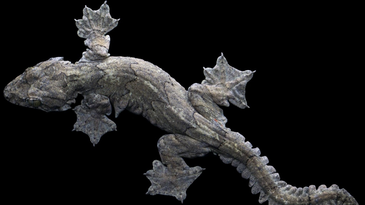 เคยเห็นไหม "ตุ๊กแกบินหางหยัก" สัตว์ป่าคุ้มครอง ใช้ปากกัดเพื่อป้องกันตัว