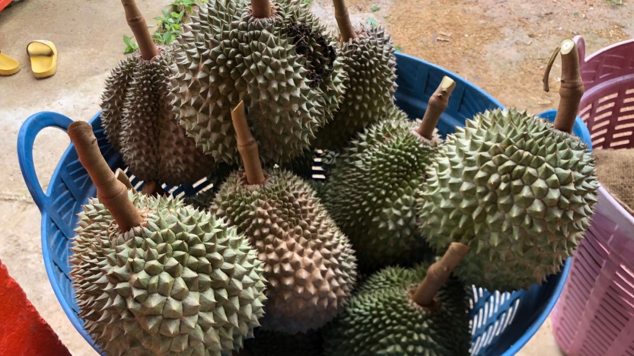 ทุเรียนเบตงออกแล้ว โอฉี่-มูซังคิง ไม่เป็นรองใคร เชื่อทุเรียนไทยฉลุยในตลาดโลก