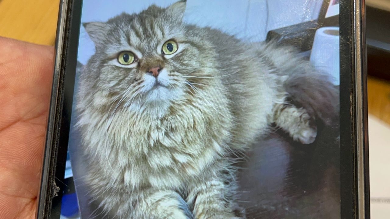 เจ้าของแมวเศร้า หลังนำแมวไปบริจาคเลือดแล้วตาย อ้าง รพ.นำเลือดไปเกินปริมาณ