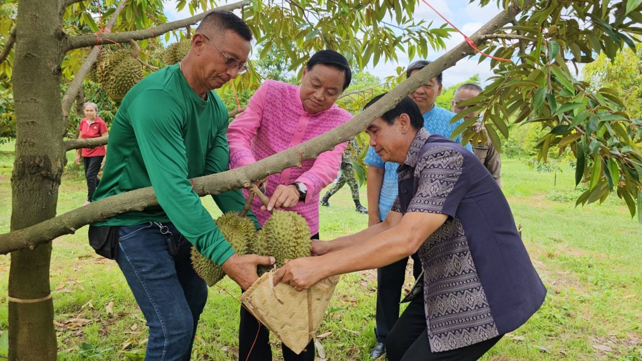 ผู้ว่าฯ กาฬสินธุ์ นำเปิดสวน ตัดทุเรียนไดโนเสาร์ฤดูกาล 2566 ลูกแรกของ อ.สามชัย