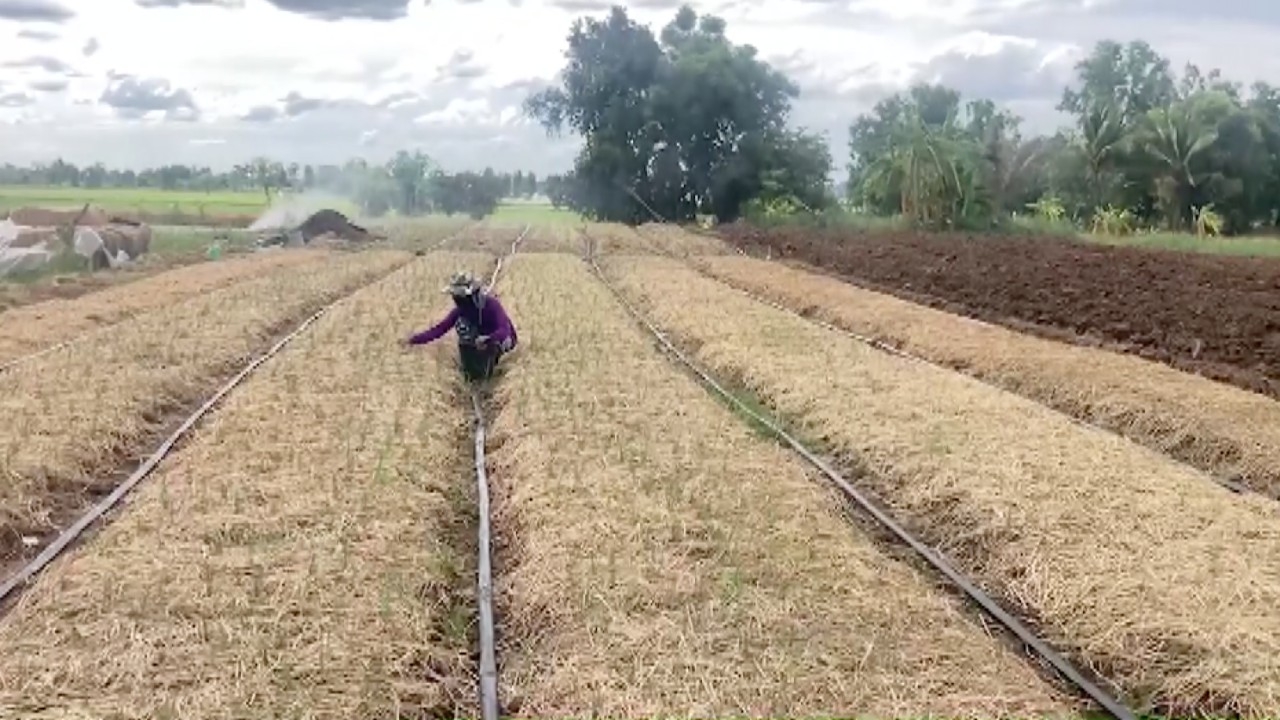 เกษตรกรพิมายปลูกต้นหอมแทนข้าวนาปี หลังฝนทิ้งช่วงยาว หวั่นนาข้าวจะเสียหาย