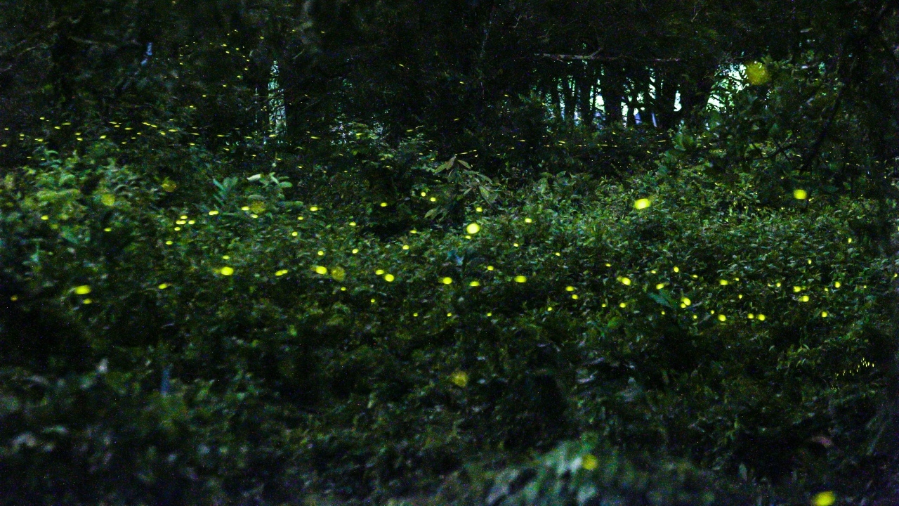 "กรมทหารปืนใหญ่" เปิดสวนให้นักท่องเที่ยว ชมความงามของแสงหิ่งห้อยนับแสนตัว