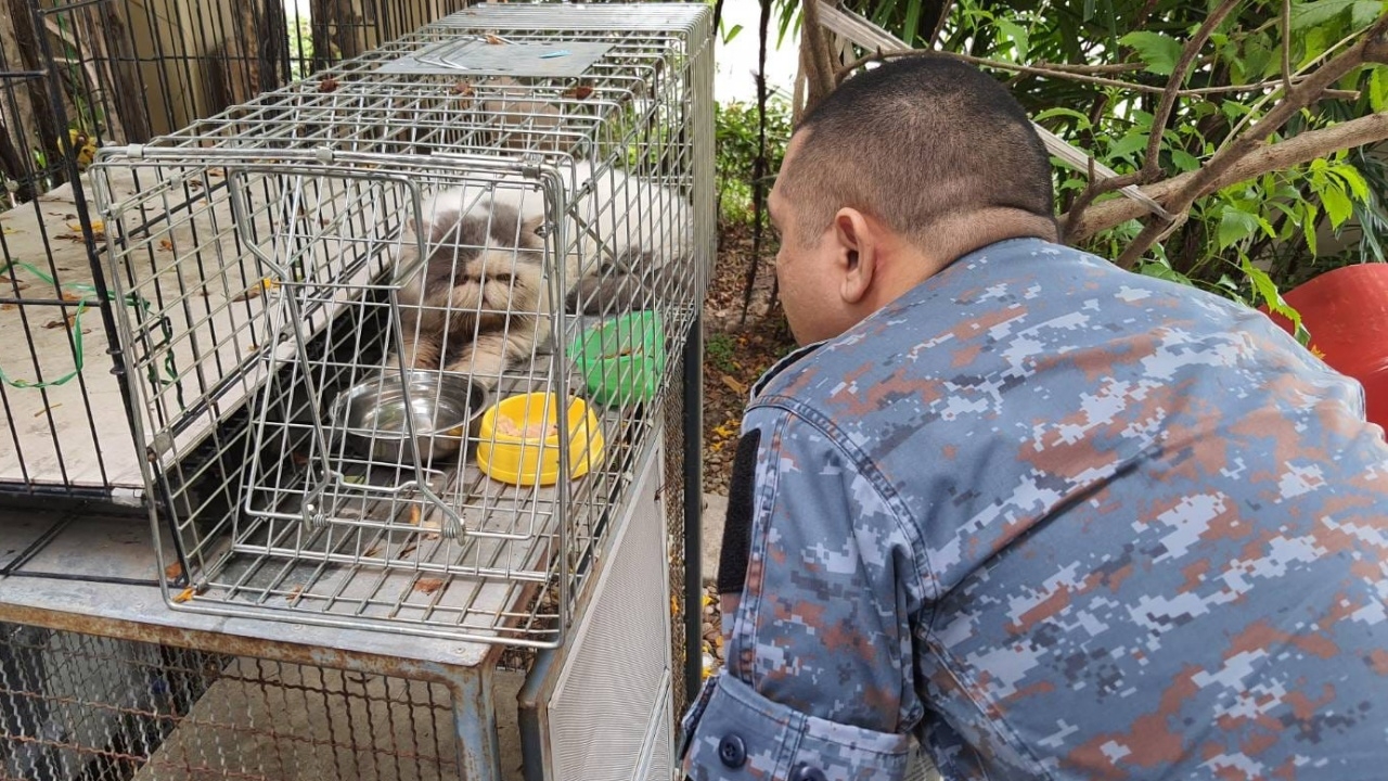 จบตำนานรัก 5 วัน หนุ่มเผลอใจรัก "แมวหลง" ก่อนทาสตัวจริง ติดต่อมารับคืน