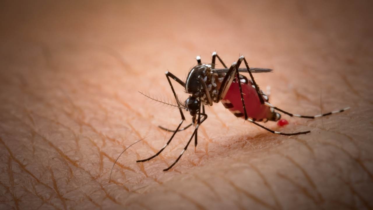 เช็กสัญญาณเตือน "ชิคุนกุนยา" โรคร้ายที่มาพร้อม "ยุงลาย" ระบาดมากช่วงฤดูฝน