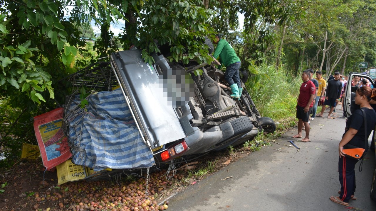 กระบะขนมังคุด 2 ตัน คว่ำอัดต้นไม้ริมถนน 317 คนขับเจ็บสาหัสต้องงัดร่างส่ง รพ.