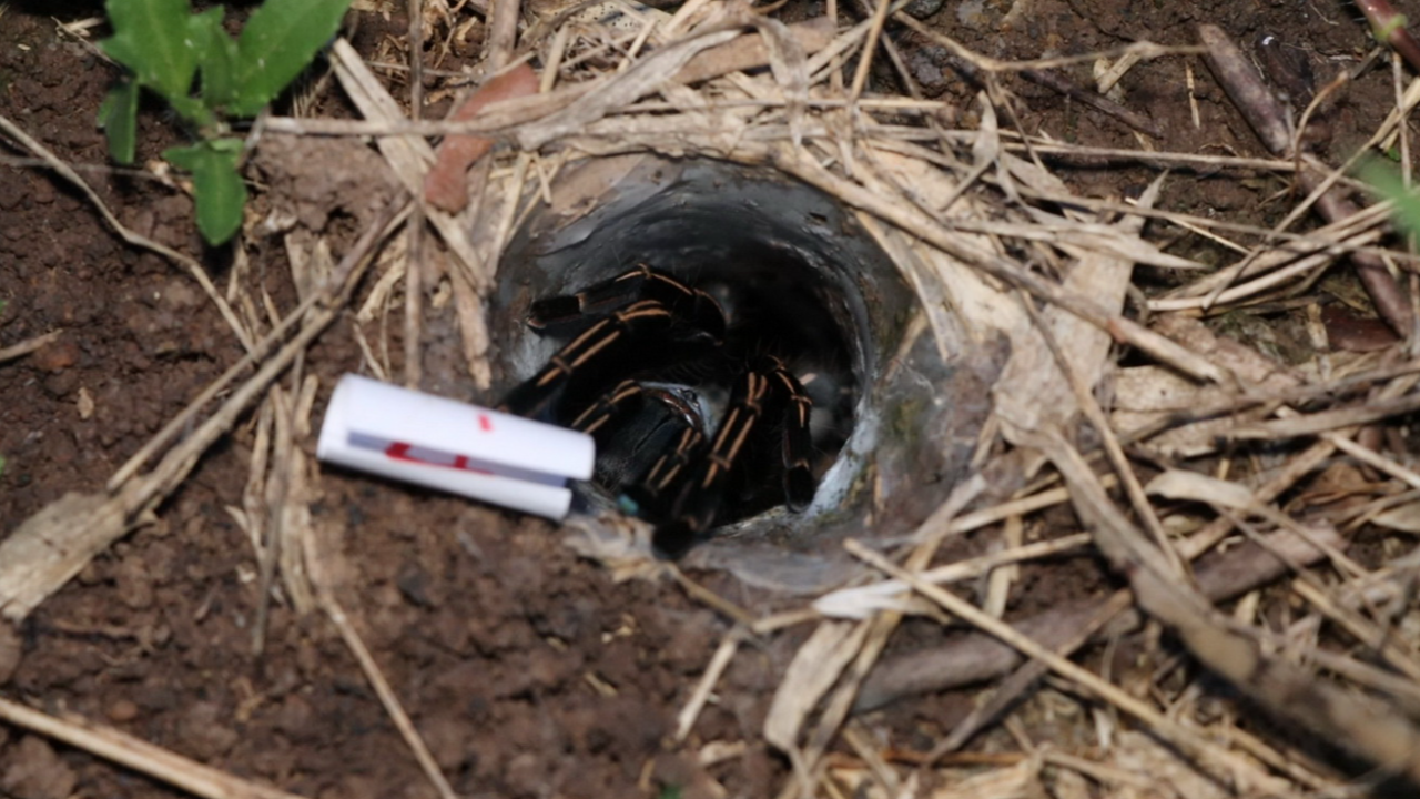 คอหวยเอาศรัทธาใส่กระดาษ ทำพิธีขอ "เลขเด็ด" เสี่ยงทายจาก "พญาบึ้ง"