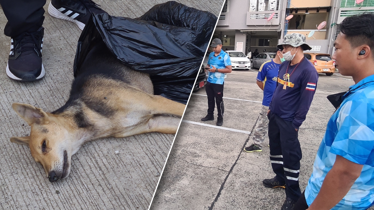 คนใจบาปวางยาฆ่าหมาจรจัดยกฝูง 8 ตัว อาการร่อแร่อีกเพียบในเคหะชุมชน